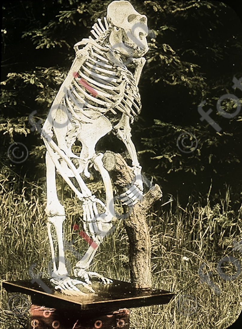 Gorillaskelett | Gorilla skeleton  - Foto foticon-simon-167-028.jpg | foticon.de - Bilddatenbank für Motive aus Geschichte und Kultur